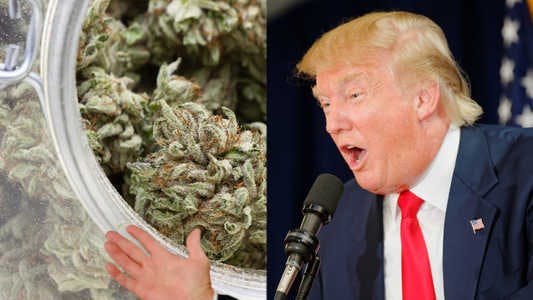 Donald Trump annonce soutenir la légalisation du cannabis aux Etats-Unis !